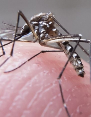 Aedes Aegypti é o transmissor de dengue, zika e chikungunya
