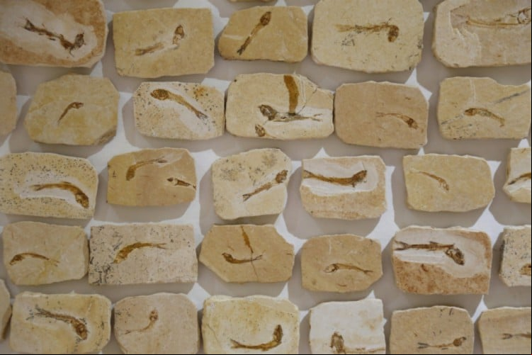ACERVO de fósseis do Museu de Paleontologia Plácido Cidades Nuvens, de Santana do Cariri