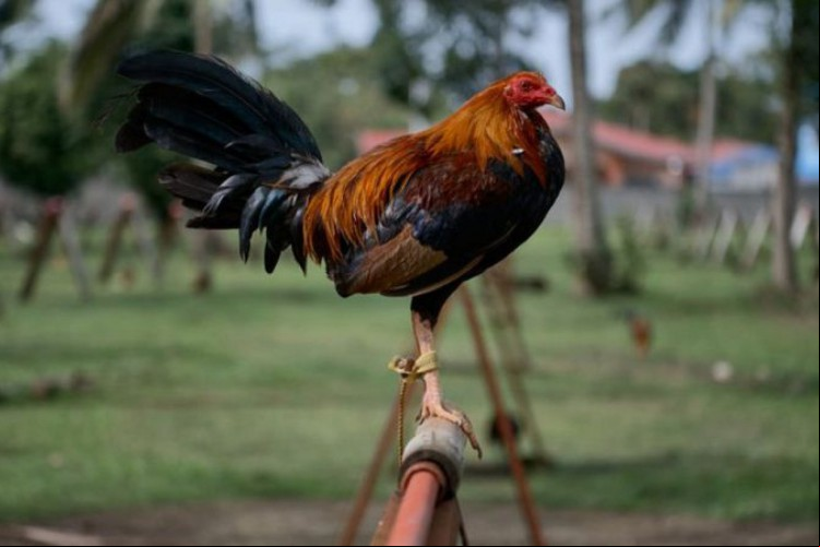 Imagem de apoio ilustrativo. Roubo ocorreu após dupla invadir casa de agricultor pela janela