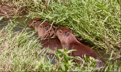 ￼Filhotes de capivara (Hydrochoerus hydrochaeris) 