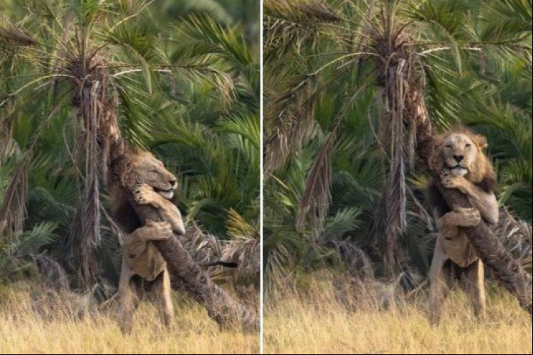 Conhecido pela sua voracidade, o felino foi fotografado em um momento muito inusitado.
