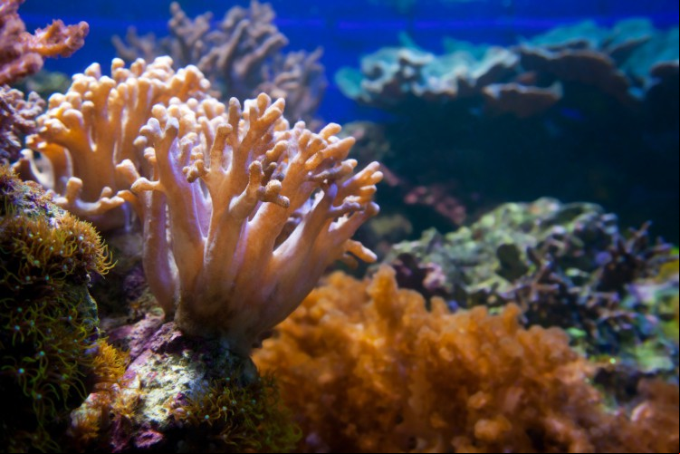 Os corais abrigam pelo menos um quarto de todas as espécies marinhas, embora existam em apenas 0,2% do solo oceânico. Esses animais estão sob risco; entenda