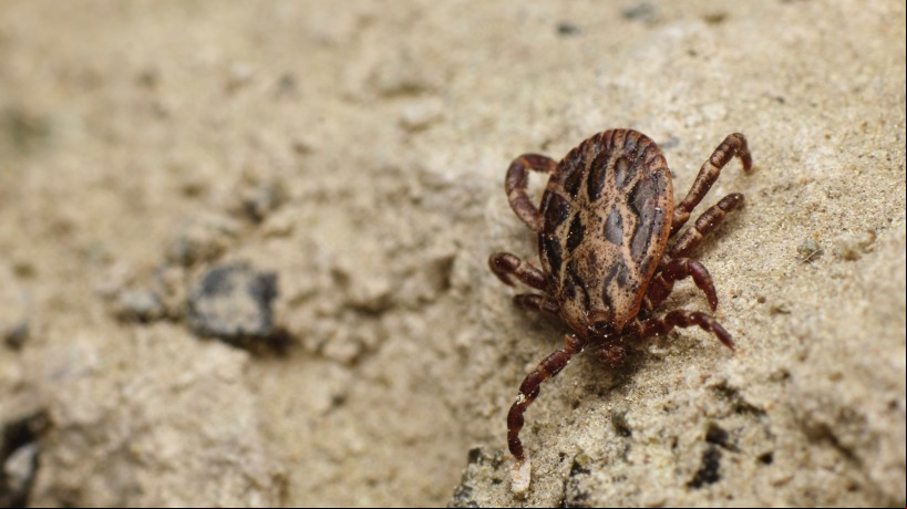 FEBRE MACULOSA é
transmitida por picadas de carrapato