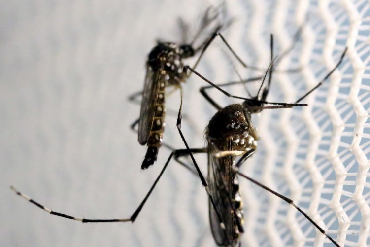 Mosquitos de Aedes aegypti é transmissor da febre chikungunya, da dengue e do zika vírus
