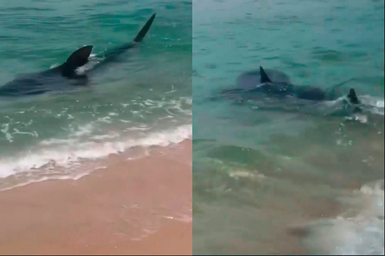 O tubarão foi visto próxima à faixa de areia da praia e surpreendeu os banhistas