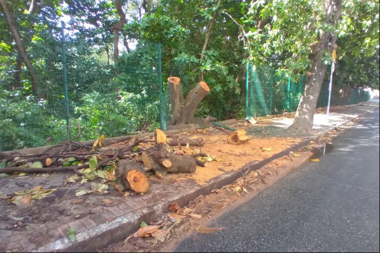 Árvora de grande porte cai no Parque Estadual do Cocó, na região da comunidade Face de Cristo