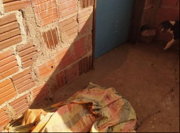Em Jaguaribara, 35 cães são encontrados mortos por envenenamento em abrigo  