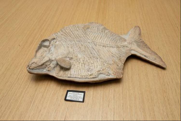 Peixe fossilizado oriundo da Chapada do Araripe é encontrado em leilão italiano e retorna ao Brasil