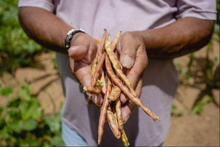 Foto ilustrativa (Assentamentos de Morrinhos). Uso da técnica de sistemas agroflorestais (SAFs) para produção de alimentos com o cultivo de nativa é o mais indicado