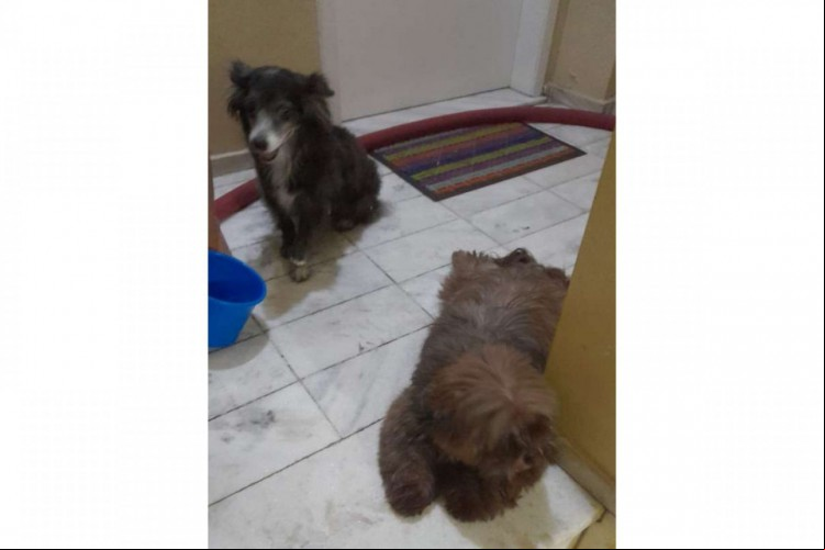 Três bichos foram resgatados, sendo dois cachorros e um gato. Incêndio teria sido causado por um celular carregando em cima de um sofá