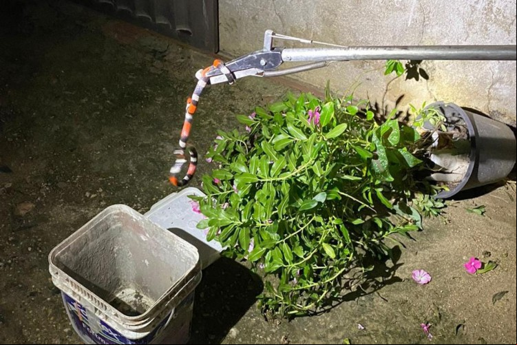 A cobra coral foi resgatada na noite deste sábado, 18, em Crateús.