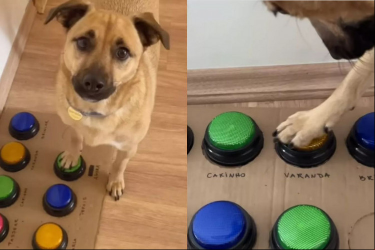 Para além da repercussão na internet, Carla revela que a utilidade do aprendizado para os donos, e principalmente para os cães.