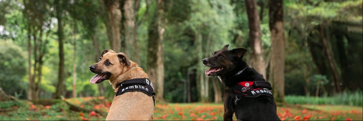 Cachorro usa botões sonoros para "conversar" com seus donos e vídeos fazem sucesso nas redes sociais