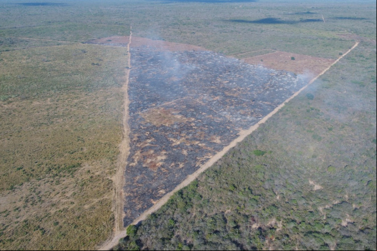 Floresta Nacional do Araripe, no Crato, sofre desmatamento de 23 hectares