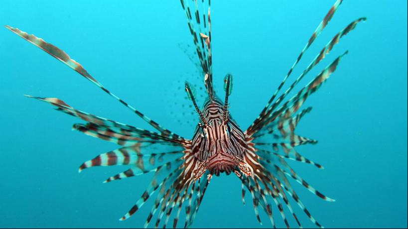 O peixe-leão é nativo da Ásia e já conhecido por causar grande impacto marinho no Caribe