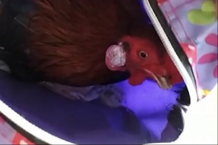 Menina de 3 anos viraliza após esconder um galo dentro da própria mochila para fazer uma