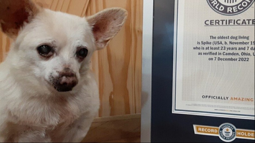 O cão vive em Ohio, nos Estados Unidos, e foi adotado pela família quando tinha 10 anos