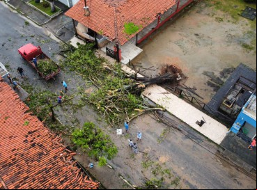 Árvores que fazem parte da arborização de Uruburetama caem nesta terça-feira, 4 