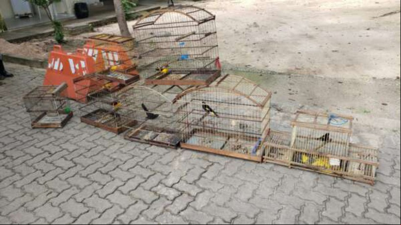 Aves resgatadas vão ar por reabilitação antes de serem devolvidas à natureza