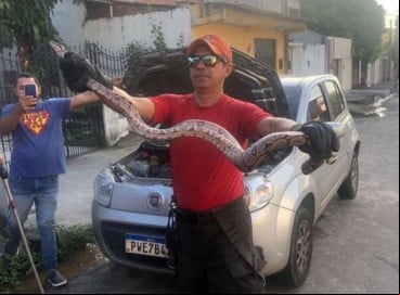 Jibóia foi encontrada pelo proprietário do veículo  