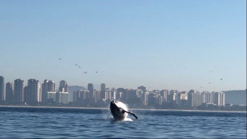 A baleia-jubarte foi vista saltando em frente à praia da Barra da Tijuca