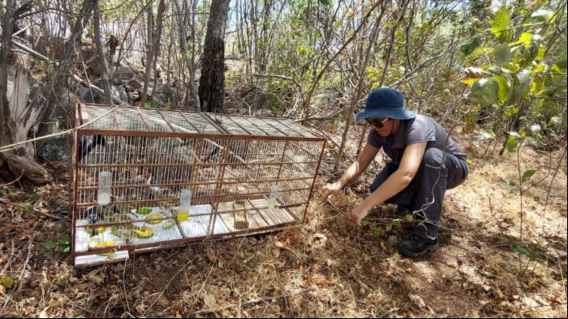 53 animais silvestres reabilitados foram soltos em uma área de preservação ambiental em Caucaia