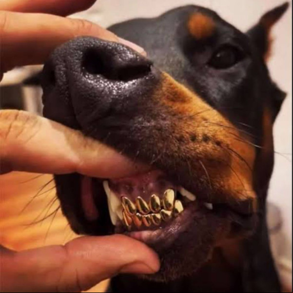 Nego do Borel é alvo de críticas após publicar foto de cachorro com dentes de ouro Nego do Borel é alvo de críticas após publicar foto de cachorro com dentes de ouro