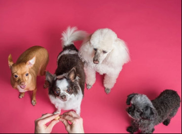 Cães Cães