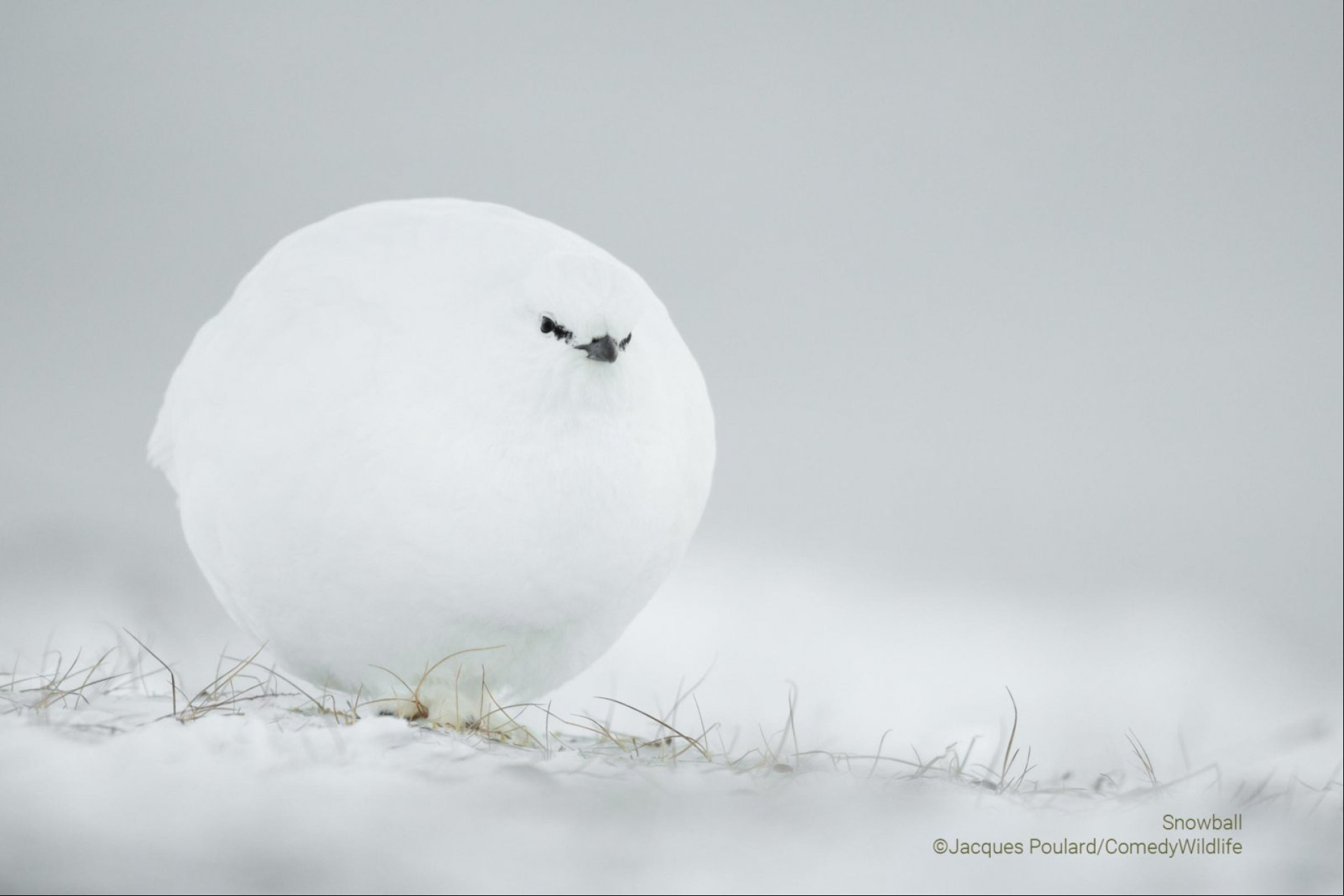 Esta foto foi tirada em Spitsbergen durante um inverno muito frio. Imagem está concorrendo ao prêmio Comedy Wildlife Photography Awards