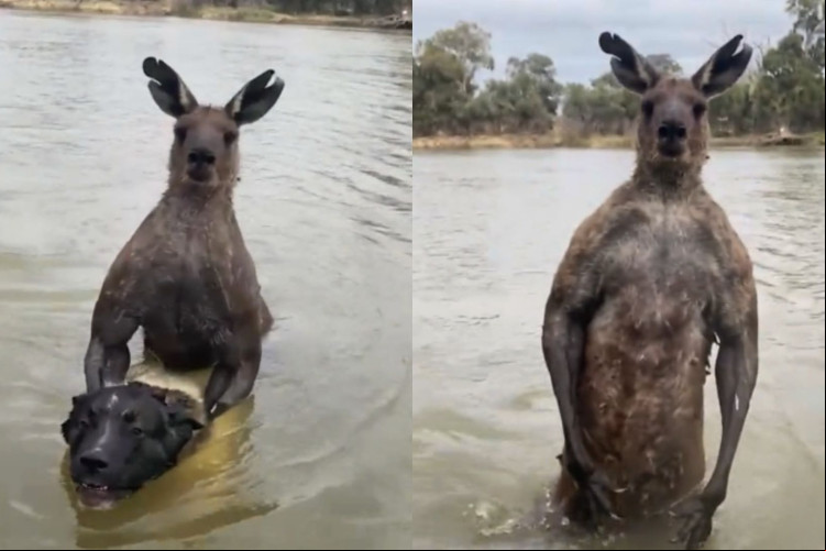 Homem luta com canguru para salvar vida de cachorro na Austrália; veja vídeo