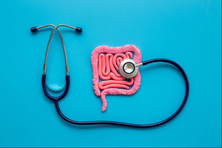 Intestino é um órgão fundamental para a manutenção da saúde geral do corpo (Imagem: 9dream studio | Shutterstock)