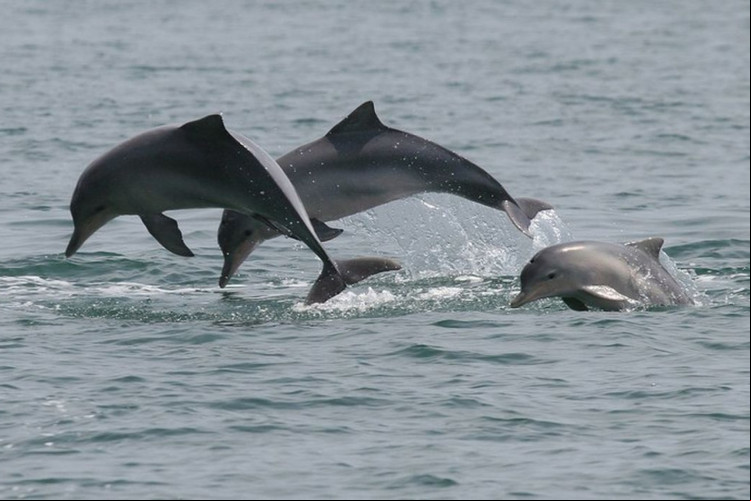 Estudo detecta bactéria da leptospirose em golfinhos e lobos-marinhos