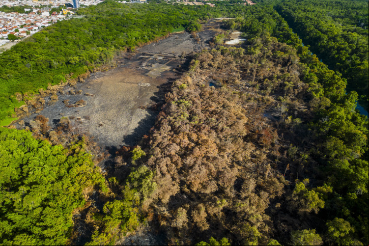 Área do Cocó atingida pelo incêndio na semana ada