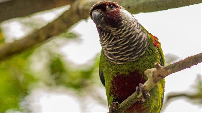 Periquitos cara-suja voltaram natureza no Parque Nacional de Ubajara
