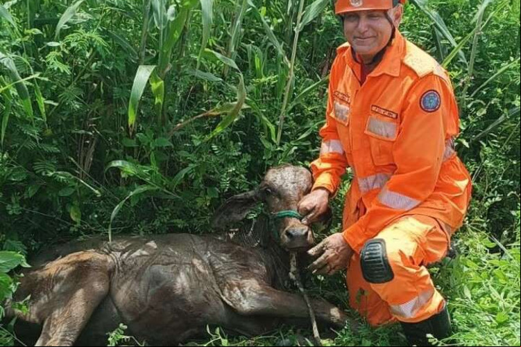 Vaca resgatada em cacimba