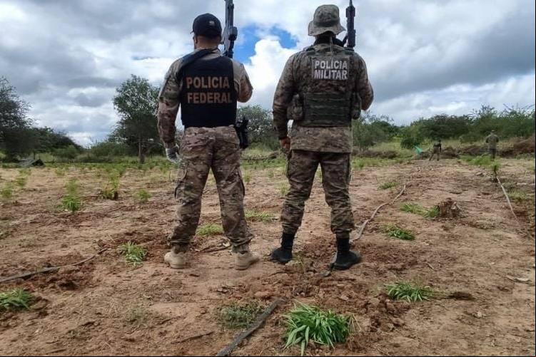 Operação integrada entre as polícias Militar e Federal indicaram o local exato da plantação, na região Norte da Bahia