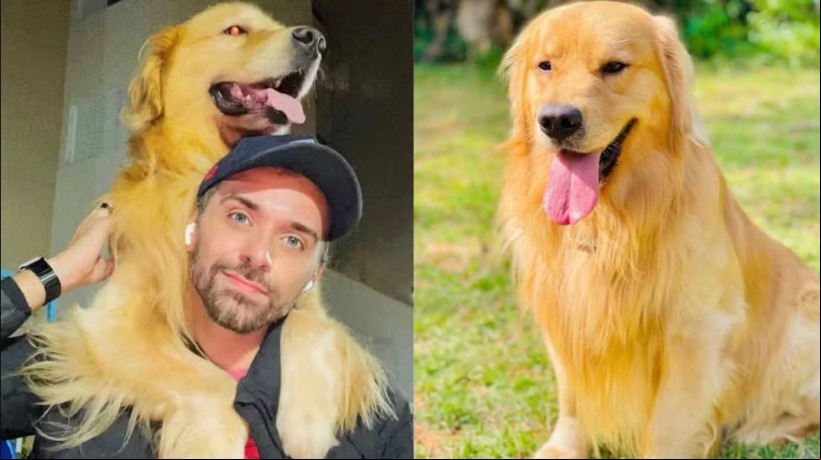 O golden retriever Joca foi transportado erroneamente em um voo de Guarulho para Fortaleza, mas deveria ter chegado em Sinop, no Mato Grosso
