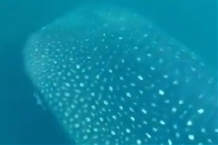 Tubarão-baleia é visto por nadadoras no Rio de Janeiro