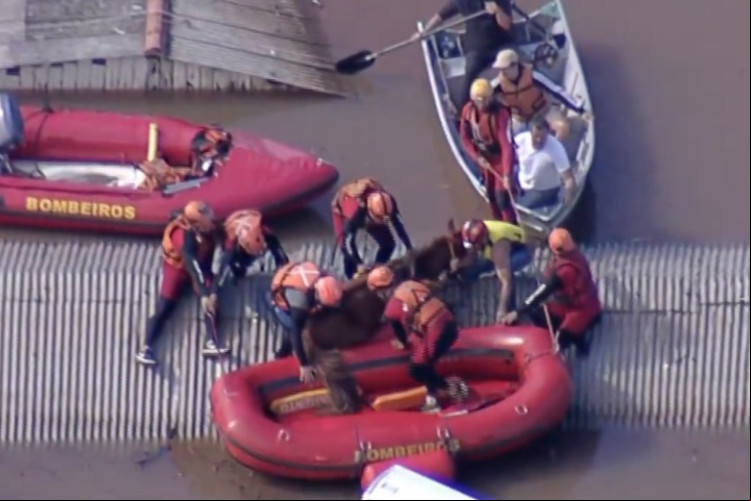 Cavalo estava preso no telhado de uma casa submersa pela enchente em Canoas, RS