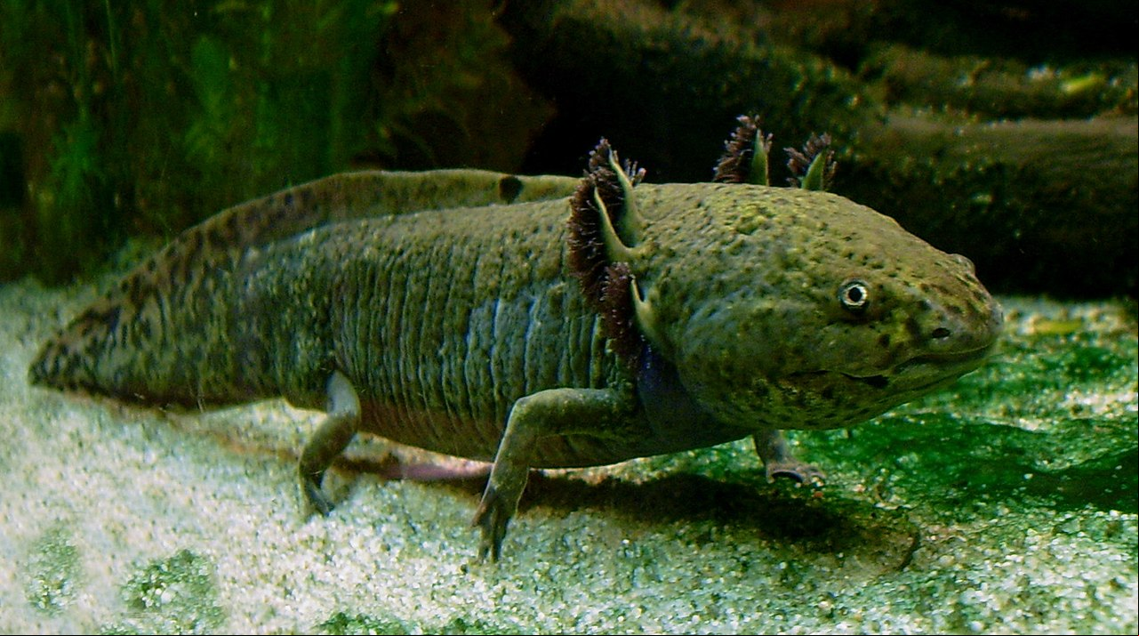 Pelo menos 1.500 espécies de mamíferos podem ser encontradas no México. Alguns animais são vistos quase que exclusivamente no país, como o monstro-de-gila, o coelho dos vulcões e o axolote (foto), anfíbio conhecido como monstro aquático.
