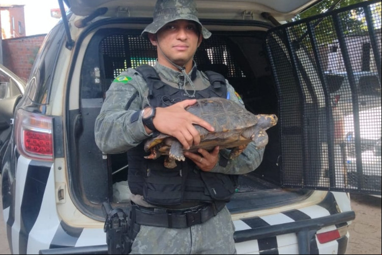 Policiais da 1° Companhia do Batalhão de Polícia de Meio Ambiente (BPMA), da Polícia Militar do Ceará (PMCE), resgatam jabuti no bairro Edson Queiroz