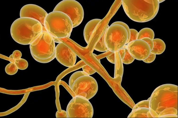 O fungo Candida auris se tornou resistente a vários medicamentos antifúngicos