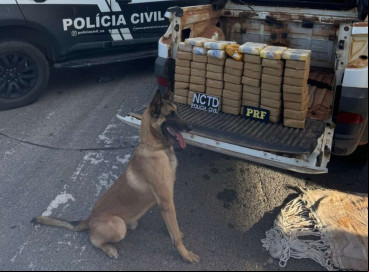 Cão farejador ajudou policiais a encontrar a droga escondida em carro, em Icó 