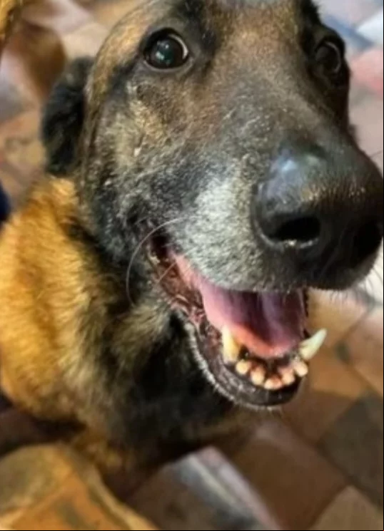 A família, porém, decidiu atender aos apelos de ativistas que defendem os direitos dos animais. E o cachorro será mantido vivo. O ator morreu aos 88 anos no dia 17/8.