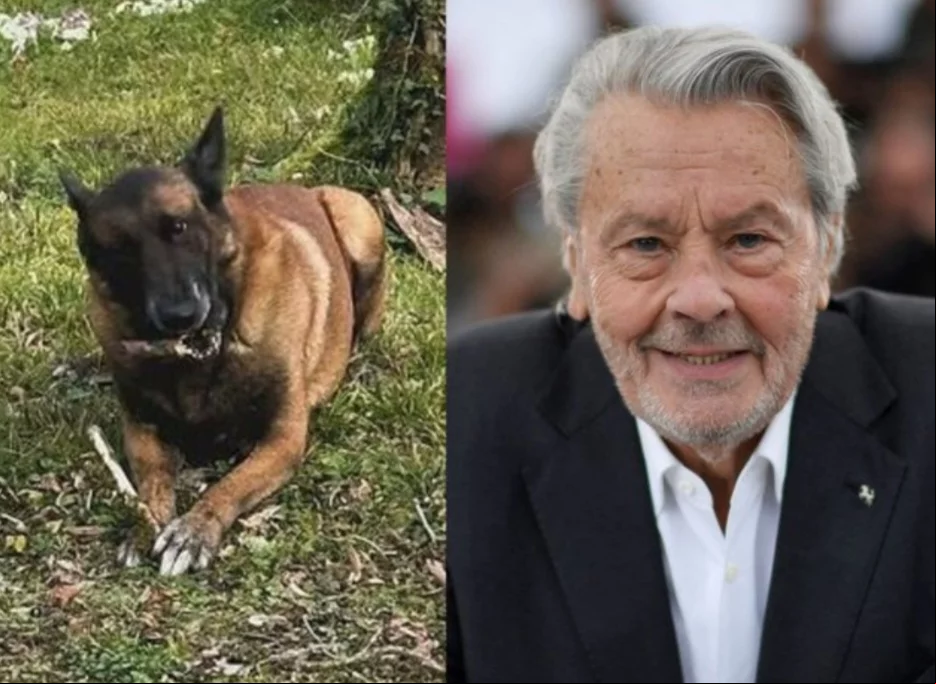A família do ator francês Alain Delon revelou que o astro do cinema queria ser enterrado ao lado do seu principal cachorro de estimação. Se ele morresse antes, o cão deveria ser sacrificado para que pudesse ser sepultado junto.
