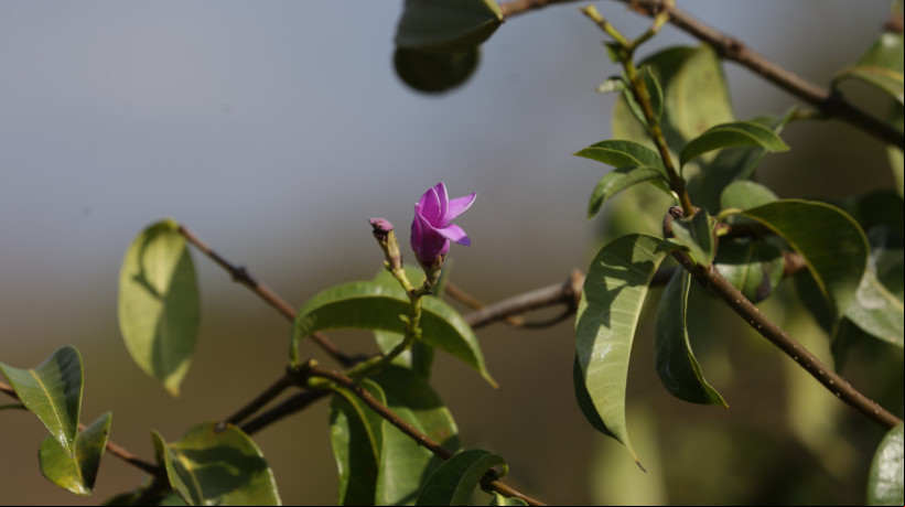 ￼NÃO é o que parece: a unha-do-diabo pode assumir a forma de uma flor, mas é uma praga que destrói a carnaúba