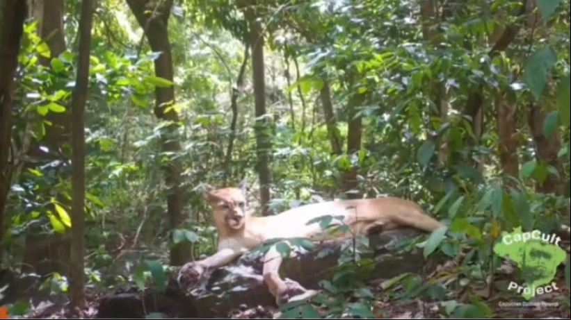 Onça-parda é flagrada por câmera de monitoramento em parque Nacional de Ubajara, no Ceará