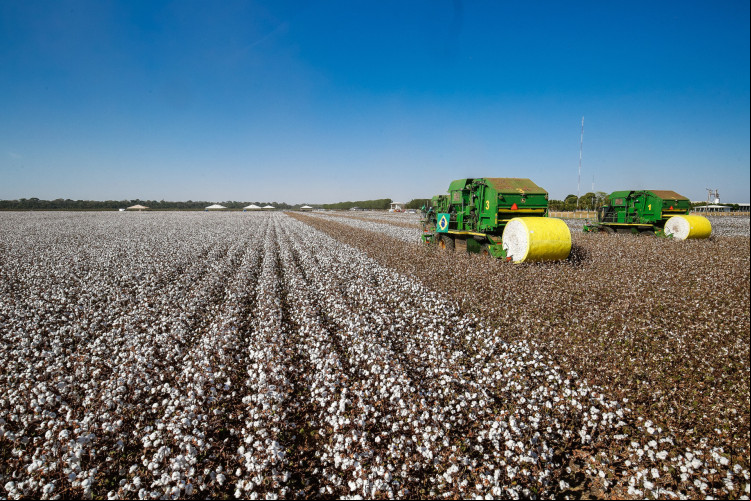 AGRONEGÓCIO cearense prevê ampliação da produção de algodão AGRONEGÓCIO cearense prevê ampliação da produção de algodão