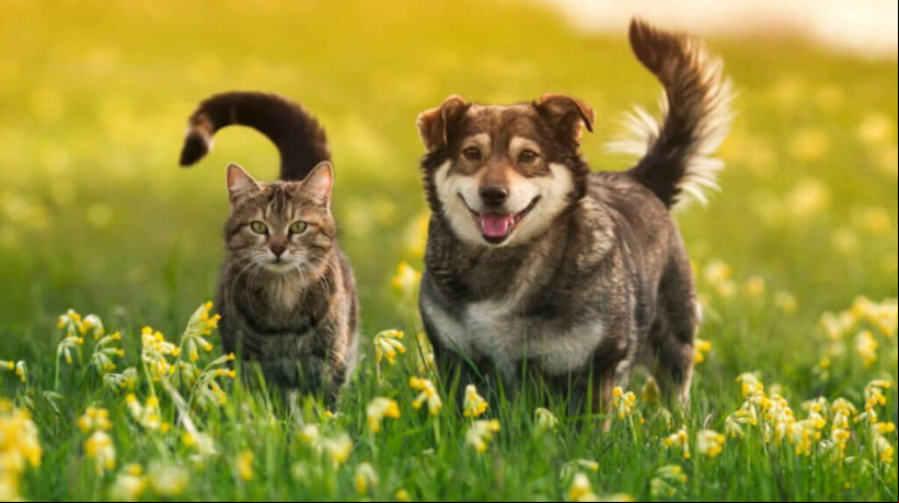 Animais de estimação precisam de atenção e carinho (Imagem: Bachkova Natalia | Shutterstock)