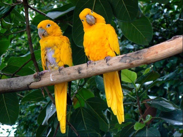 Ararajuba - Ave verde e amarela que só existe na Amazônia e entrou na lista das ameaçadas de extinção em 2016.